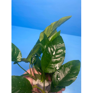 АНУБИАС БАРТЕРИ ПОЛОСАТЫЙ / Anubias barteri striped