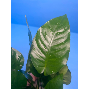 АНУБИАС БАРТЕРИ ПОЛОСАТЫЙ / Anubias barteri striped