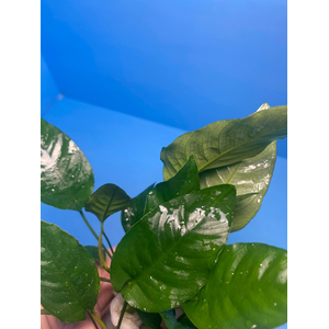 АНУБИАС БАРТЕРИ ПОЛОСАТЫЙ / Anubias barteri striped