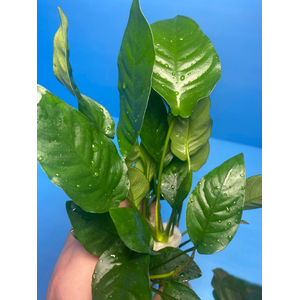 АНУБИАС БАРТЕРИ ПОЛОСАТЫЙ / Anubias barteri striped