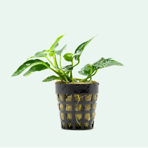 АНУБИАС НАНА БОНСАЙ в горшочке - Anubias nana bonsai