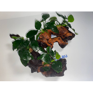 Растение на коряге АНУБИАС НАНА ТОЛСТЫЙ ЛИСТ