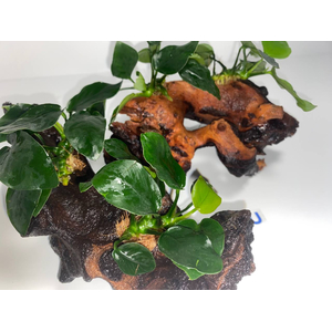 Растение на коряге АНУБИАС НАНА ТОЛСТЫЙ ЛИСТ