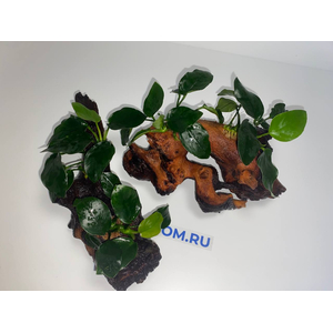 Растение на коряге АНУБИАС НАНА ТОЛСТЫЙ ЛИСТ