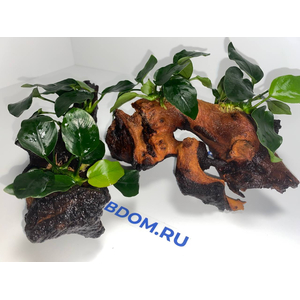Растение на коряге АНУБИАС НАНА ТОЛСТЫЙ ЛИСТ