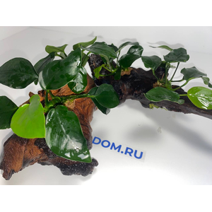 Растение на коряге АНУБИАС НАНА ТОЛСТЫЙ ЛИСТ