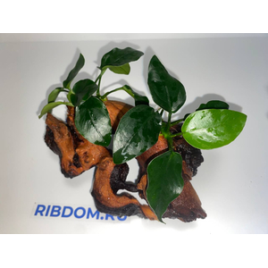 Растение на коряге АНУБИАС НАНА ТОЛСТЫЙ ЛИСТ