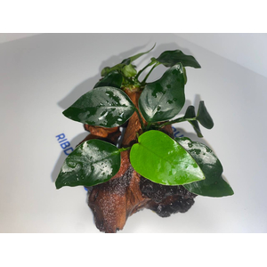 Растение на коряге АНУБИАС НАНА ТОЛСТЫЙ ЛИСТ