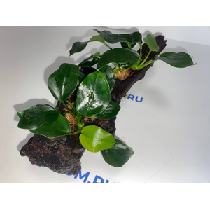 Растение на коряге АНУБИАС НАНА ТОЛСТЫЙ ЛИСТ