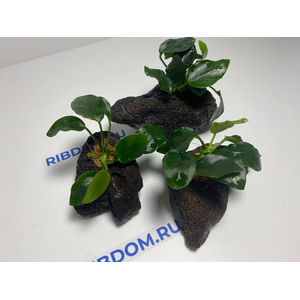 Растение на лаве АНУБИАС НАНА ТОЛСТЫЙ ЛИСТ
