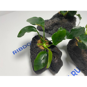 Растение на лаве АНУБИАС НАНА ТОЛСТЫЙ ЛИСТ