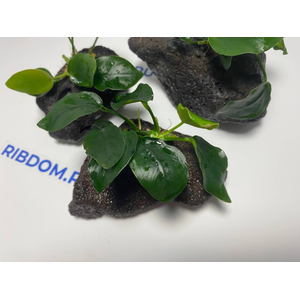 Растение на лаве АНУБИАС НАНА ТОЛСТЫЙ ЛИСТ