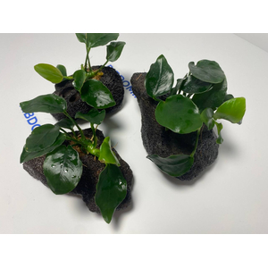 Растение на лаве АНУБИАС НАНА ТОЛСТЫЙ ЛИСТ