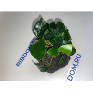 Растение на лаве АНУБИАС НАНА ТОЛСТЫЙ ЛИСТ