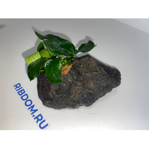 Растение на лаве АНУБИАС НАНА ТОЛСТЫЙ ЛИСТ
