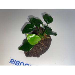 Растение на лаве АНУБИАС НАНА ТОЛСТЫЙ ЛИСТ