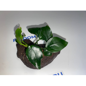 Растение на лаве АНУБИАС НАНА ТОЛСТЫЙ ЛИСТ