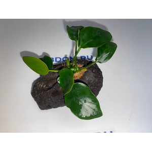 Растение на лаве АНУБИАС НАНА ТОЛСТЫЙ ЛИСТ
