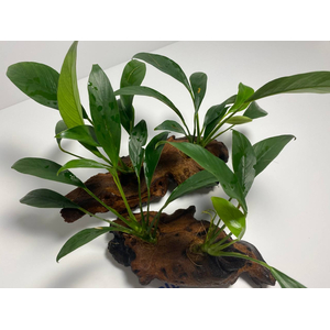 Растение на коряге АНУБИАС КОНГО