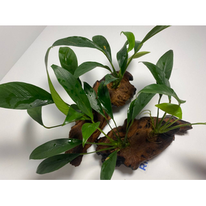 Растение на коряге АНУБИАС КОНГО