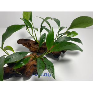 Растение на коряге АНУБИАС КОНГО