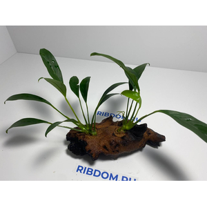 Растение на коряге АНУБИАС КОНГО