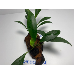 Растение на коряге АНУБИАС КОНГО