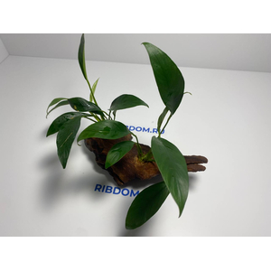 Растение на коряге АНУБИАС КОНГО