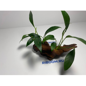 Растение на коряге АНУБИАС КОНГО