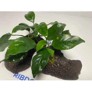 Растение на лаве АНУБИАС НАНА КОРОТКИЙ ЛИСТ