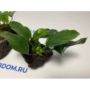 Растение на лаве АНУБИАС НАНА КОРОТКИЙ ЛИСТ