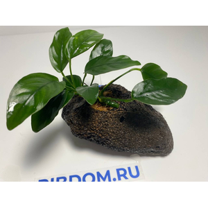 Растение на лаве АНУБИАС НАНА КОРОТКИЙ ЛИСТ