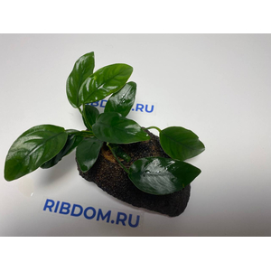 Растение на лаве АНУБИАС НАНА КОРОТКИЙ ЛИСТ