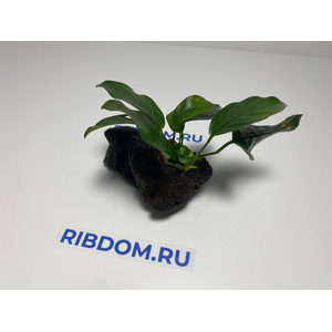 Растение на лаве АНУБИАС НАНА КОРОТКИЙ ЛИСТ