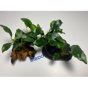 Растение на коряге АНУБИАС НАНА МОРЩИНИСТОЛИСТНЫЙ (