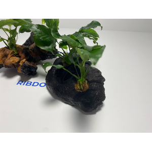 Растение на коряге АНУБИАС НАНА МОРЩИНИСТОЛИСТНЫЙ (