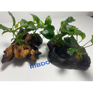 Растение на коряге АНУБИАС НАНА МОРЩИНИСТОЛИСТНЫЙ (