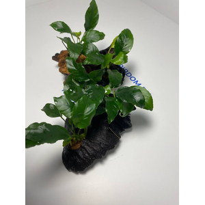 Растение на коряге АНУБИАС НАНА МОРЩИНИСТОЛИСТНЫЙ (