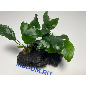 Растение на коряге АНУБИАС НАНА МОРЩИНИСТОЛИСТНЫЙ (