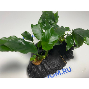 Растение на коряге АНУБИАС НАНА МОРЩИНИСТОЛИСТНЫЙ (