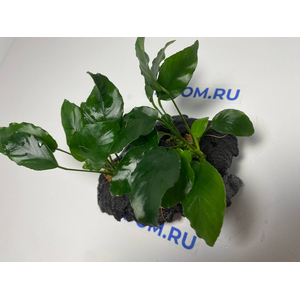 Растение на коряге АНУБИАС НАНА МОРЩИНИСТОЛИСТНЫЙ (Растение на коряге АНУБИАС НАНА МОРЩИНИСТОЛИСТНЫЙ (