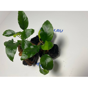 Растение на коряге АНУБИАС НАНА МОРЩИНИСТОЛИСТНЫЙ (