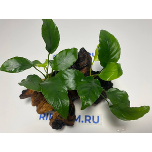 Растение на коряге АНУБИАС НАНА МОРЩИНИСТОЛИСТНЫЙ (