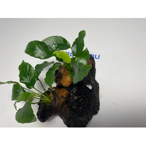 Растение на коряге АНУБИАС НАНА МОРЩИНИСТОЛИСТНЫЙ (