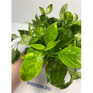 НОМАФИЛА (лимонник) ВАРИЕГАТУС широкий лист