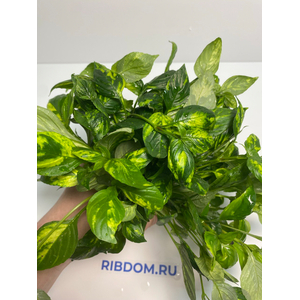 НОМАФИЛА (лимонник) ВАРИЕГАТУС широкий лист