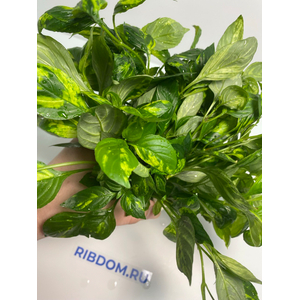 НОМАФИЛА (лимонник) ВАРИЕГАТУС широкий лист