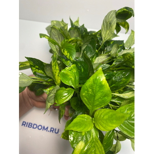 НОМАФИЛА (лимонник) ВАРИЕГАТУС широкий лист