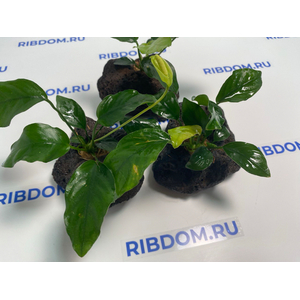 Растение на лаве АНУБИАС БАРТЕРА