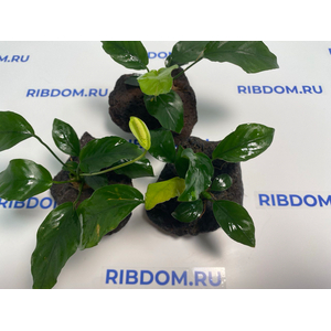 Растение на лаве АНУБИАС БАРТЕРА